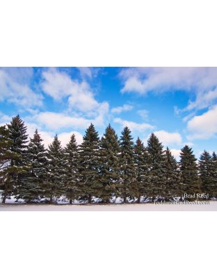 Brad Reed's Day 349 of 365 