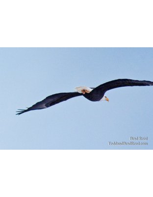 Brad Reed's Day 351 of 365 