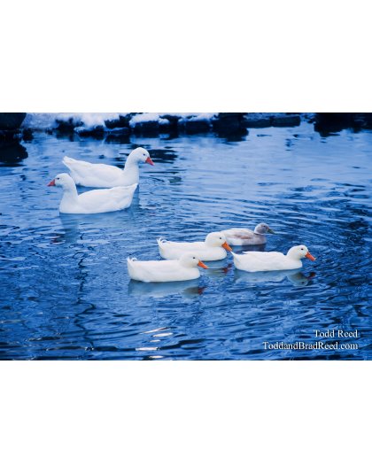 Todd Reed's Day 354 of 365 