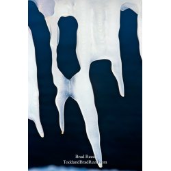 Brad Reed\'s Day 354 of 365 