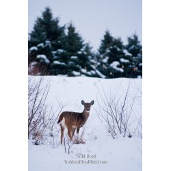 Todd Reed\'s Day 355 of 365 
