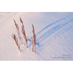 Brad Reed\'s Day 356 of 365 