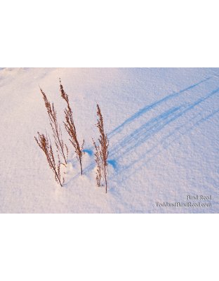 Brad Reed's Day 356 of 365 