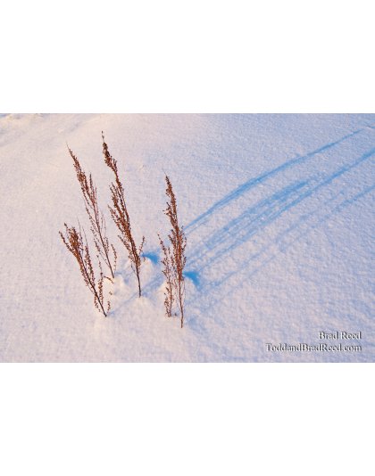 Brad Reed's Day 356 of 365 