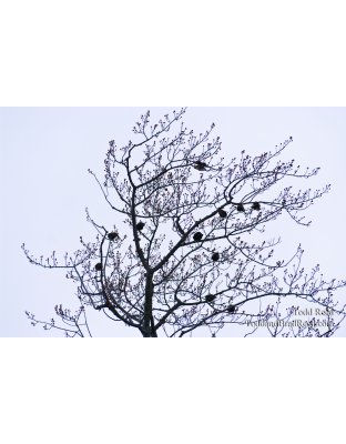 Todd Reed's Day 357 of 365 