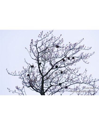 Todd Reed's Day 357 of 365 