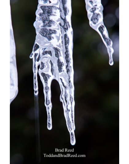 Brad Reed's Day 358 of 365 