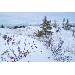 Brad Reed\'s Day 359 of 365 