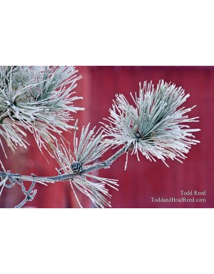 Todd Reed's Day 363 of 365 