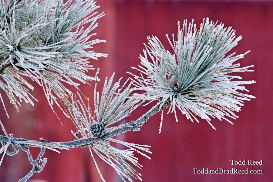 Todd Reed's Day 363 of 365 