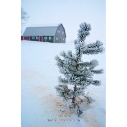 Brad Reed\'s Day 363 of 365 