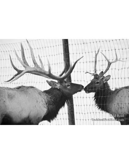 Todd Reed's Day 364 of 365 