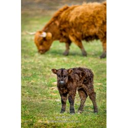 Moo