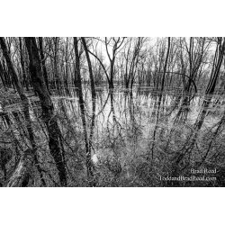 Swamps are Beautiful