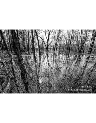 Swamps are Beautiful