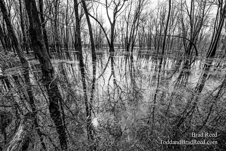 Swamps are Beautiful