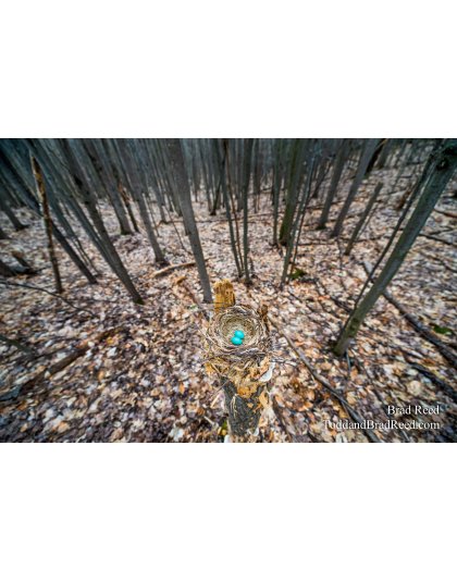 Hidden in Plain Sight