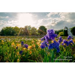 Iris Shopping