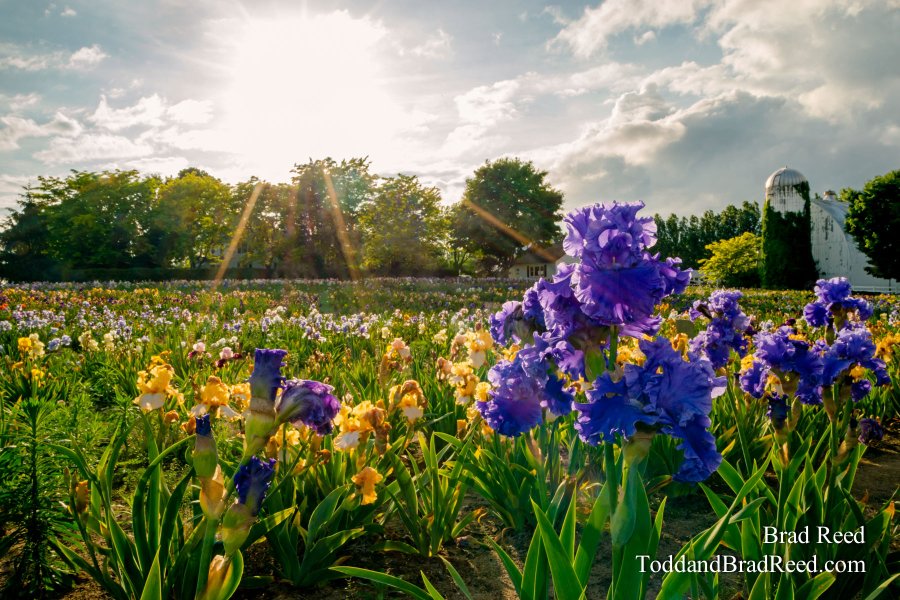 Iris Shopping