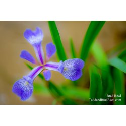 Mary\'s Iris