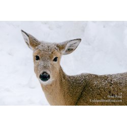 Friends of Ludington State Park
