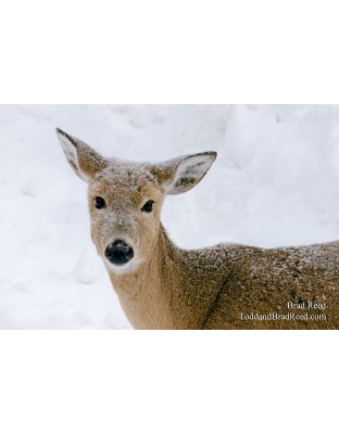 Friends of Ludington State Park