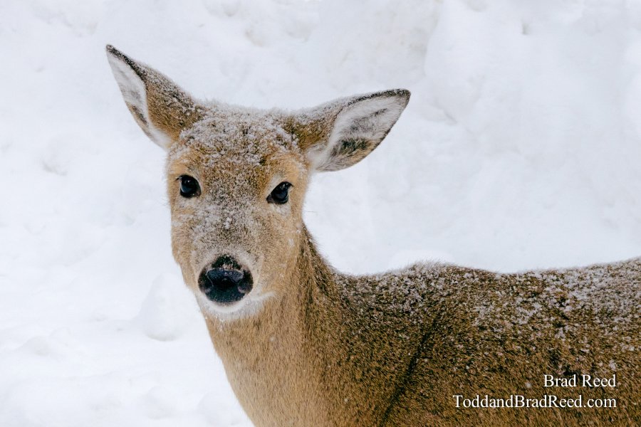 Friends of Ludington State Park