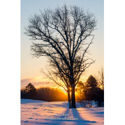The Laughing Tree