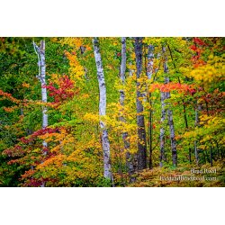 Sue\'s Favorite