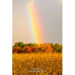 Julia\'s Gold