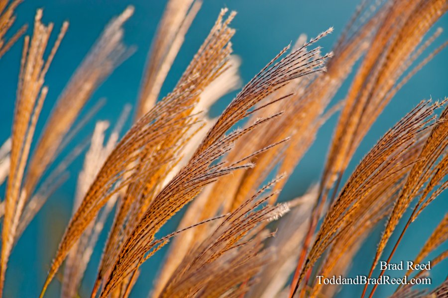 Spider Grass