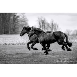 Friesians