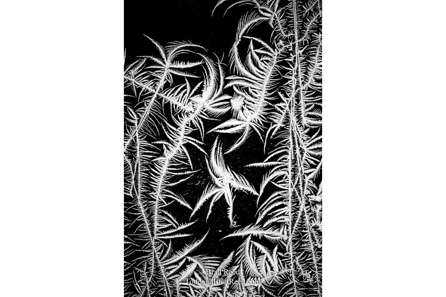 Frozen Jungle