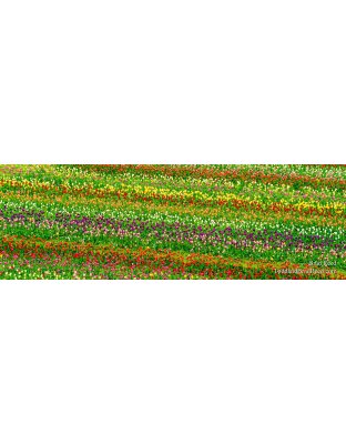 Locked In - Panoramic