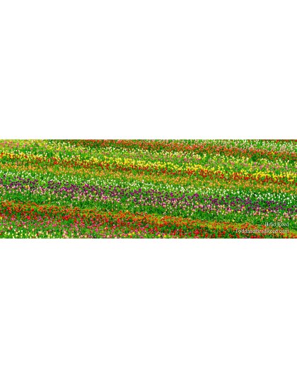 Locked In - Panoramic