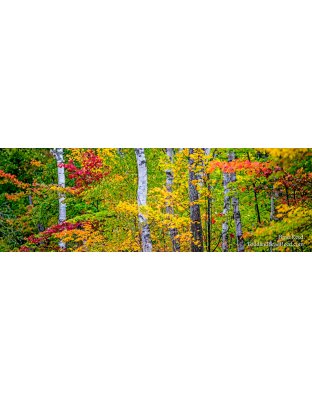 Sue's Favorite - Panoramic