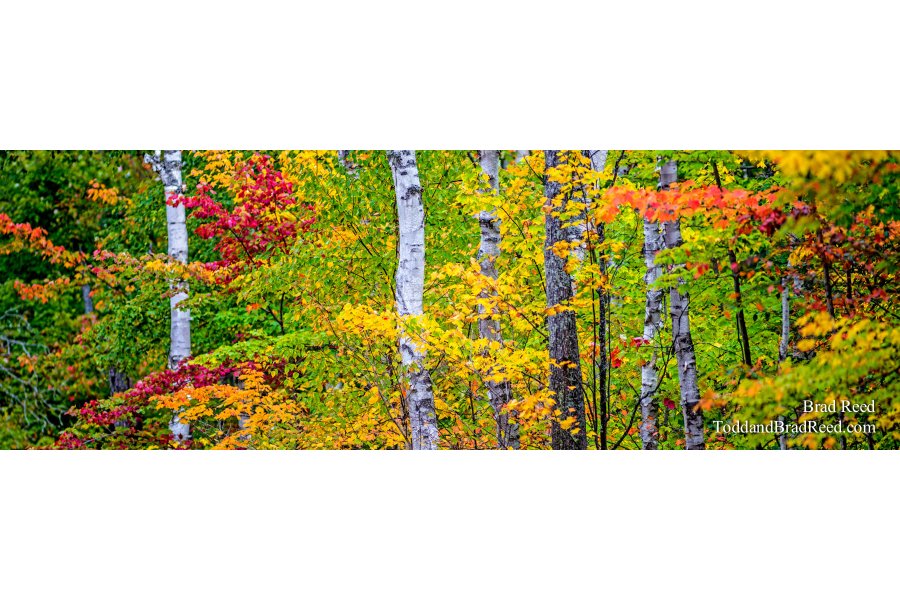Sue's Favorite - Panoramic