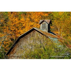 Autumn Star