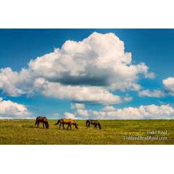 Home on the Range