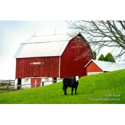 Country Show Stopper