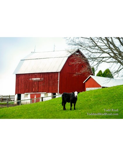 Country Show Stopper