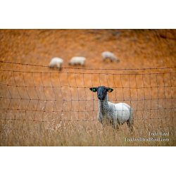 Pasture Pal