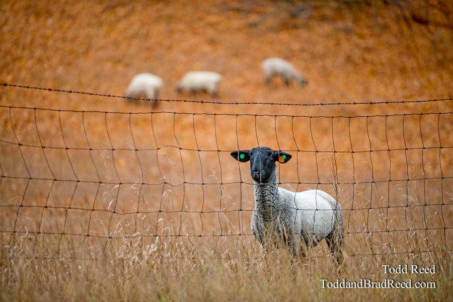 Pasture Pal