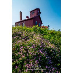 Betsie in Bloom