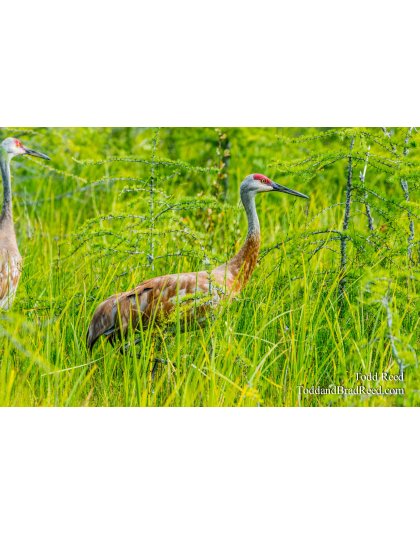 Toonerville Trolley Attraction