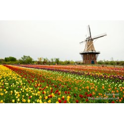 Sea of Tulips