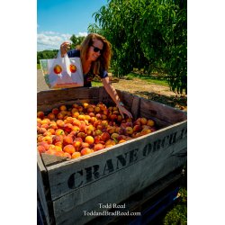 Peach Picking