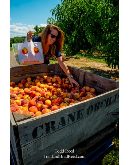 Peach Picking