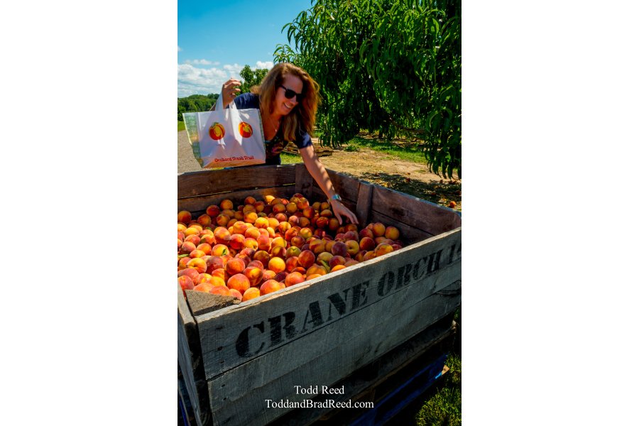 Peach Picking