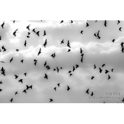 Bird Ballet